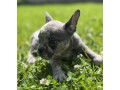 french-bulldog-puppies-for-sale-affordable-pricing-small-5