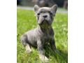 french-bulldog-puppies-for-sale-affordable-pricing-small-1