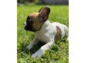 french-bulldog-puppies-for-sale-affordable-pricing-small-7