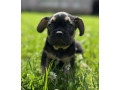 french-bulldog-puppies-for-sale-affordable-pricing-small-3