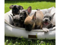 french-bulldog-puppies-for-sale-affordable-pricing-small-4