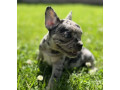 french-bulldog-puppies-for-sale-affordable-pricing-small-6