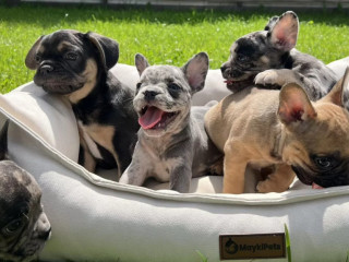 French Bulldog Puppies for Sale Affordable Pricing