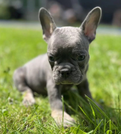 french-bulldog-puppies-for-sale-affordable-pricing-big-9