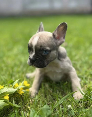 french-bulldog-puppies-for-sale-affordable-pricing-big-8