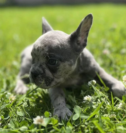 french-bulldog-puppies-for-sale-affordable-pricing-big-5