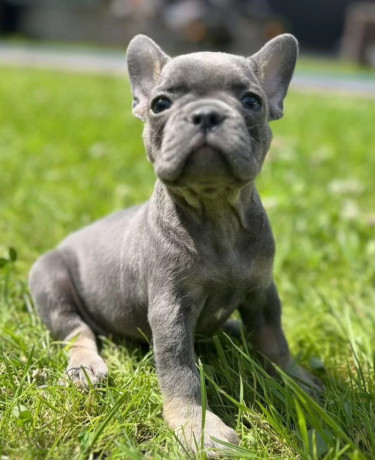 french-bulldog-puppies-for-sale-affordable-pricing-big-1