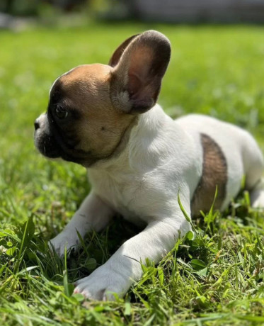 french-bulldog-puppies-for-sale-affordable-pricing-big-7