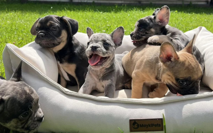 french-bulldog-puppies-for-sale-affordable-pricing-big-0