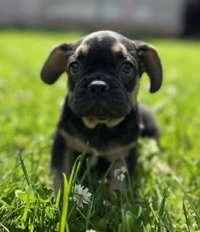 french-bulldog-puppies-for-sale-affordable-pricing-big-3