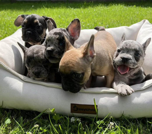 french-bulldog-puppies-for-sale-affordable-pricing-big-4