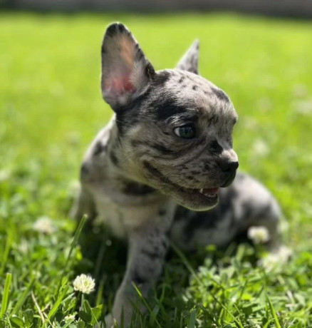 french-bulldog-puppies-for-sale-affordable-pricing-big-6