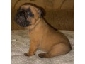 french-bulldog-puppies-for-sale-raised-in-a-loving-environment-small-1