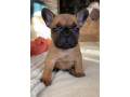 french-bulldog-puppies-for-sale-raised-in-a-loving-environment-small-0