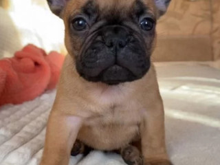 French Bulldog Puppies for Sale Raised in a Loving Environment