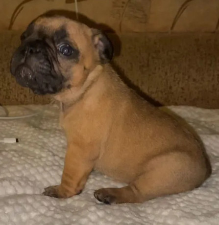 french-bulldog-puppies-for-sale-raised-in-a-loving-environment-big-1