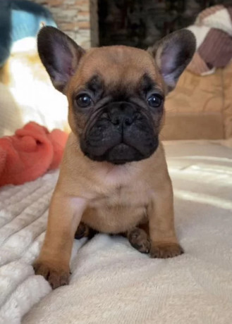 french-bulldog-puppies-for-sale-raised-in-a-loving-environment-big-0