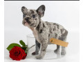 french-bulldog-puppies-for-sale-microchipped-and-vaccinated-small-0