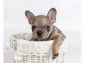 french-bulldog-puppies-for-sale-microchipped-and-vaccinated-small-4