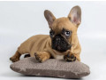 french-bulldog-puppies-for-sale-microchipped-and-vaccinated-small-2