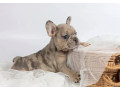 french-bulldog-puppies-for-sale-microchipped-and-vaccinated-small-1