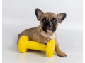 french-bulldog-puppies-for-sale-microchipped-and-vaccinated-small-3