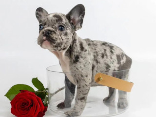 French Bulldog Puppies for Sale Microchipped and Vaccinated