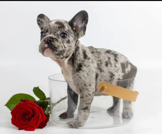 french-bulldog-puppies-for-sale-microchipped-and-vaccinated-big-0