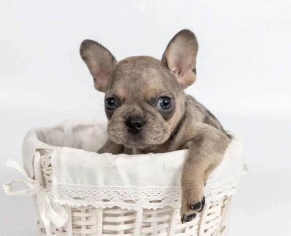 french-bulldog-puppies-for-sale-microchipped-and-vaccinated-big-4