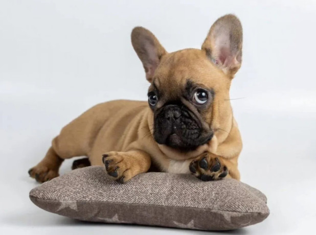 french-bulldog-puppies-for-sale-microchipped-and-vaccinated-big-2