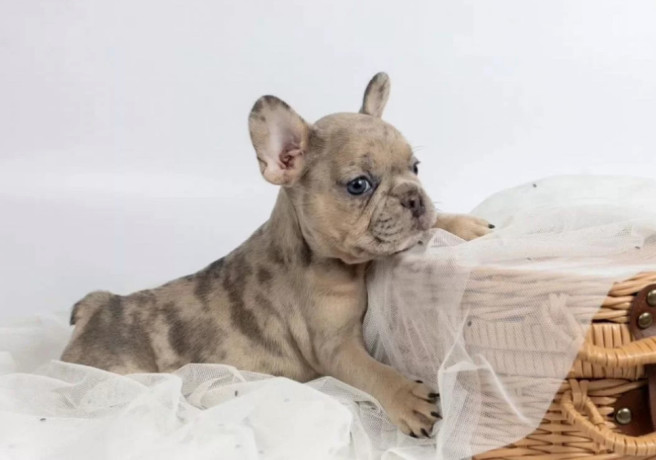 french-bulldog-puppies-for-sale-microchipped-and-vaccinated-big-1