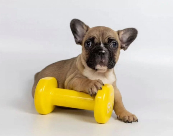 french-bulldog-puppies-for-sale-microchipped-and-vaccinated-big-3