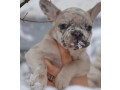 french-bulldog-puppies-for-sale-perfect-for-apartment-living-small-3