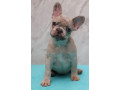 french-bulldog-puppies-for-sale-perfect-for-apartment-living-small-1