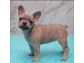 french-bulldog-puppies-for-sale-perfect-for-apartment-living-small-0