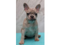 french-bulldog-puppies-for-sale-perfect-for-apartment-living-small-2