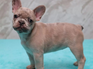 French Bulldog Puppies for Sale Perfect for Apartment Living