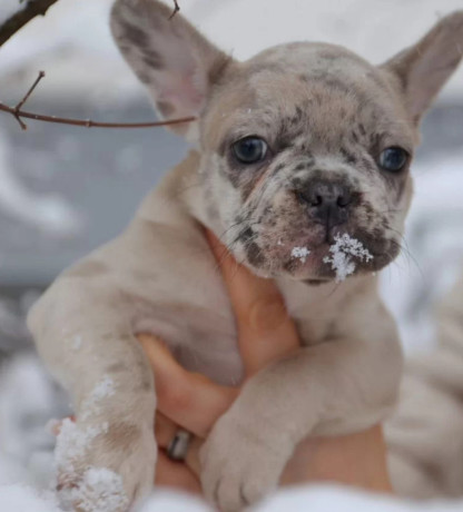 french-bulldog-puppies-for-sale-perfect-for-apartment-living-big-3