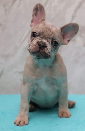 french-bulldog-puppies-for-sale-perfect-for-apartment-living-big-1