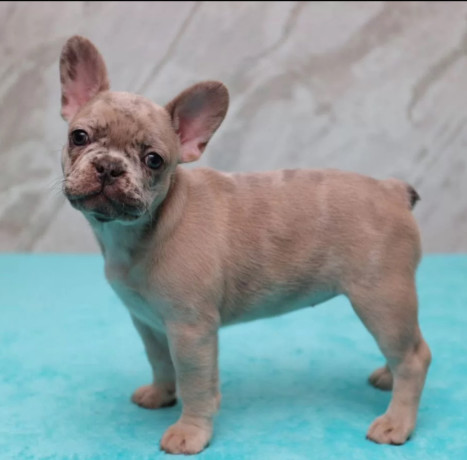 french-bulldog-puppies-for-sale-perfect-for-apartment-living-big-0