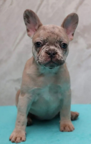 french-bulldog-puppies-for-sale-perfect-for-apartment-living-big-2