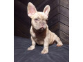 french-bulldog-puppies-for-sale-friendly-and-intelligent-small-5