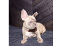 french-bulldog-puppies-for-sale-friendly-and-intelligent-small-3