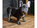 french-bulldog-puppies-for-sale-friendly-and-intelligent-small-4