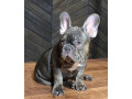 french-bulldog-puppies-for-sale-friendly-and-intelligent-small-1