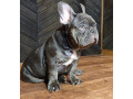 french-bulldog-puppies-for-sale-friendly-and-intelligent-small-6