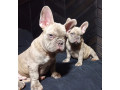 french-bulldog-puppies-for-sale-friendly-and-intelligent-small-2