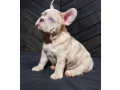 french-bulldog-puppies-for-sale-friendly-and-intelligent-small-0