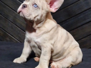 French Bulldog Puppies for Sale Friendly and Intelligent