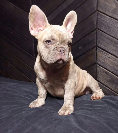 french-bulldog-puppies-for-sale-friendly-and-intelligent-big-5